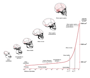Evolution de la boîte crânienne et du cerveau des hominidés